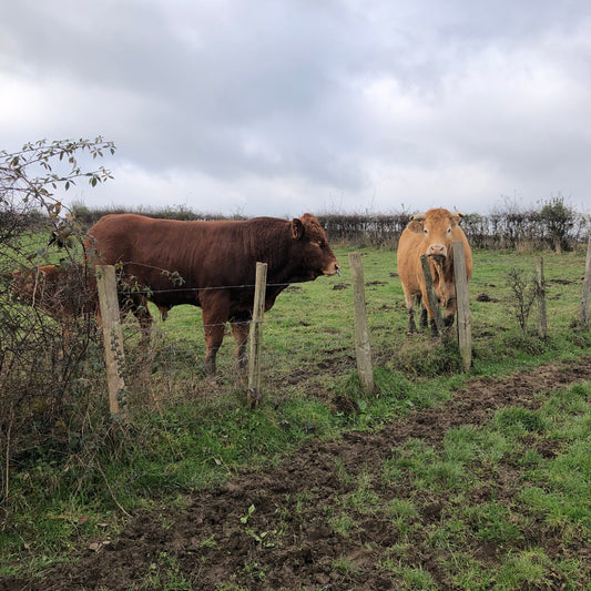 Acheter Viande directement du producteur - Limousin