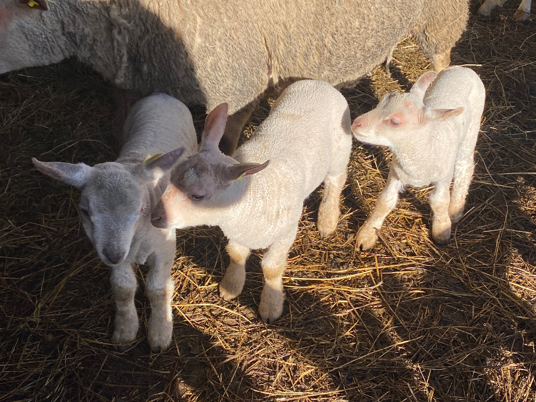 Ferme du MAS FERRAT