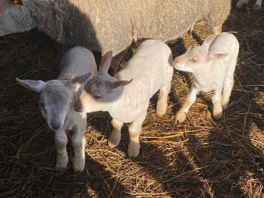 Ferme du MAS FERRAT
